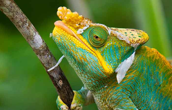 wildlife and chameleon